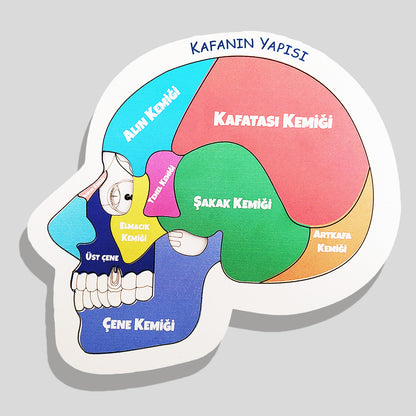Kafanın Yapısı Ahşap Oyuncak Moon Beavers™