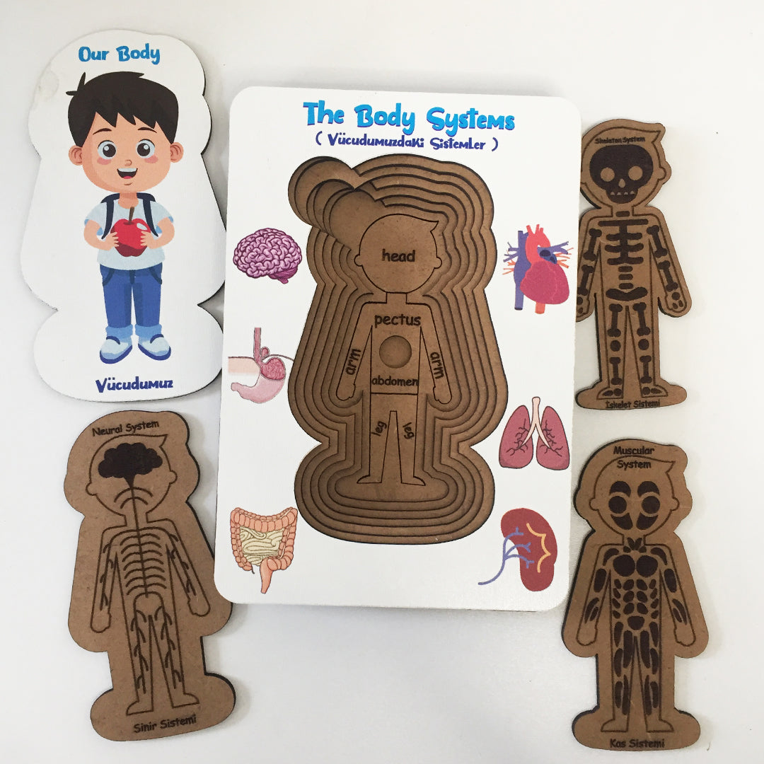 Vücudumuz Sistemleri Erkek Ahşap Oyuncak Moon Beavers™