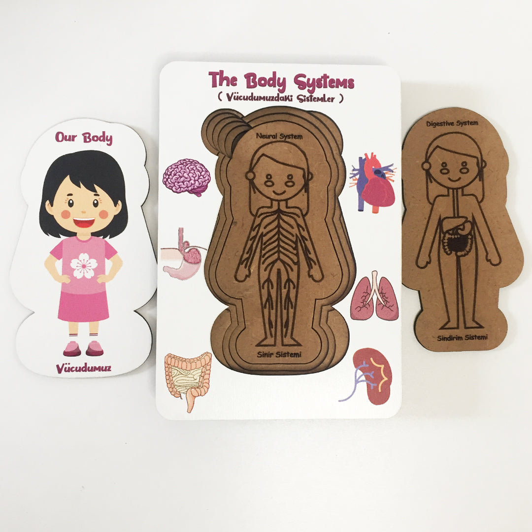 Vücudumuz Sistemleri Kız Ahşap Oyuncak Moon Beavers™
